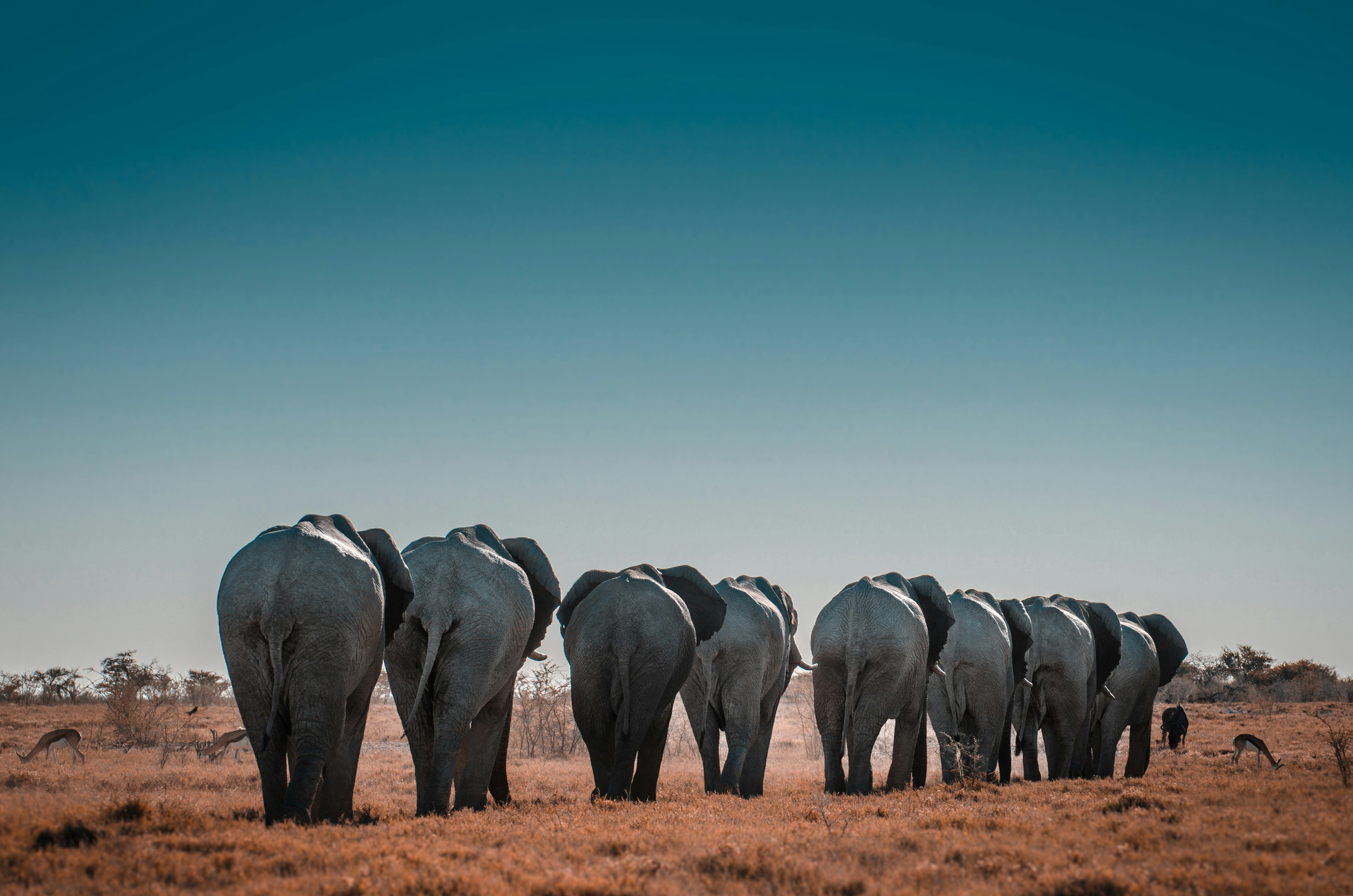 Namibia — image 3