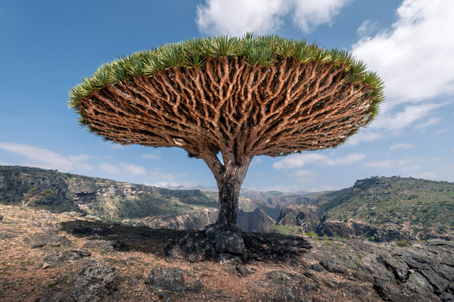 The Dragon Blood tree is native to the Socotra archipelago, part of Yemen, located in the Arabian Sea. It is named after the blood-like color of the red sap that the trees produce.