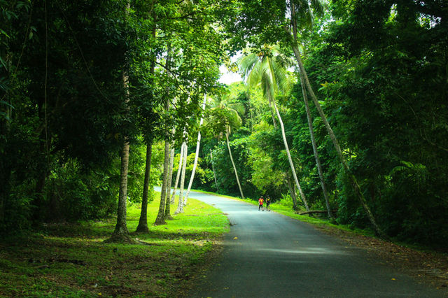 person in red shirt walking on gray asphalt road between green trees during daytime