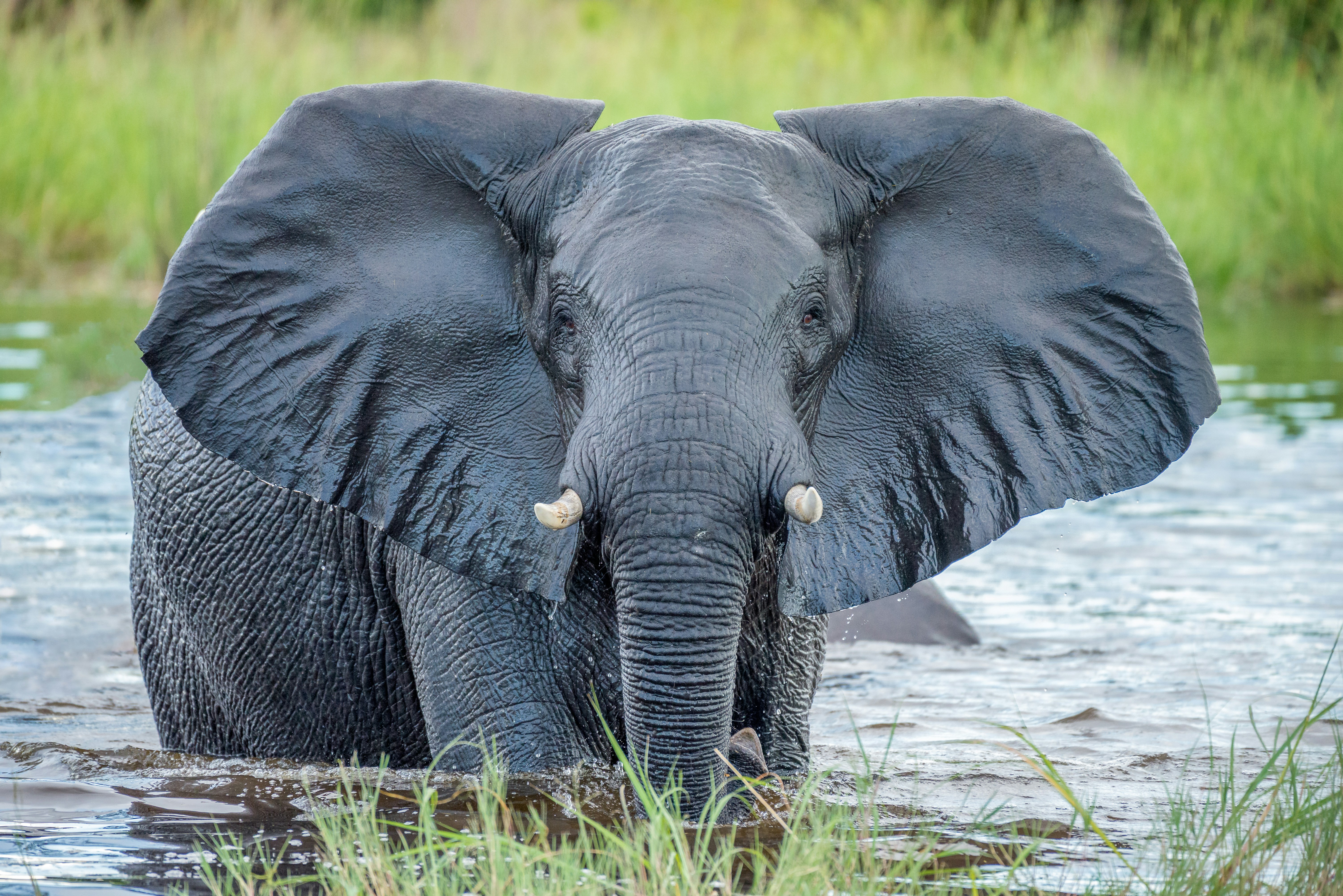 Botswana — image 5