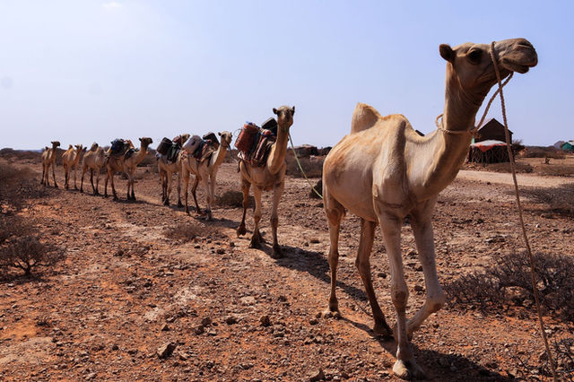 A camel caravan travels across the arid desert landscape in Somalia under a bright sky.
