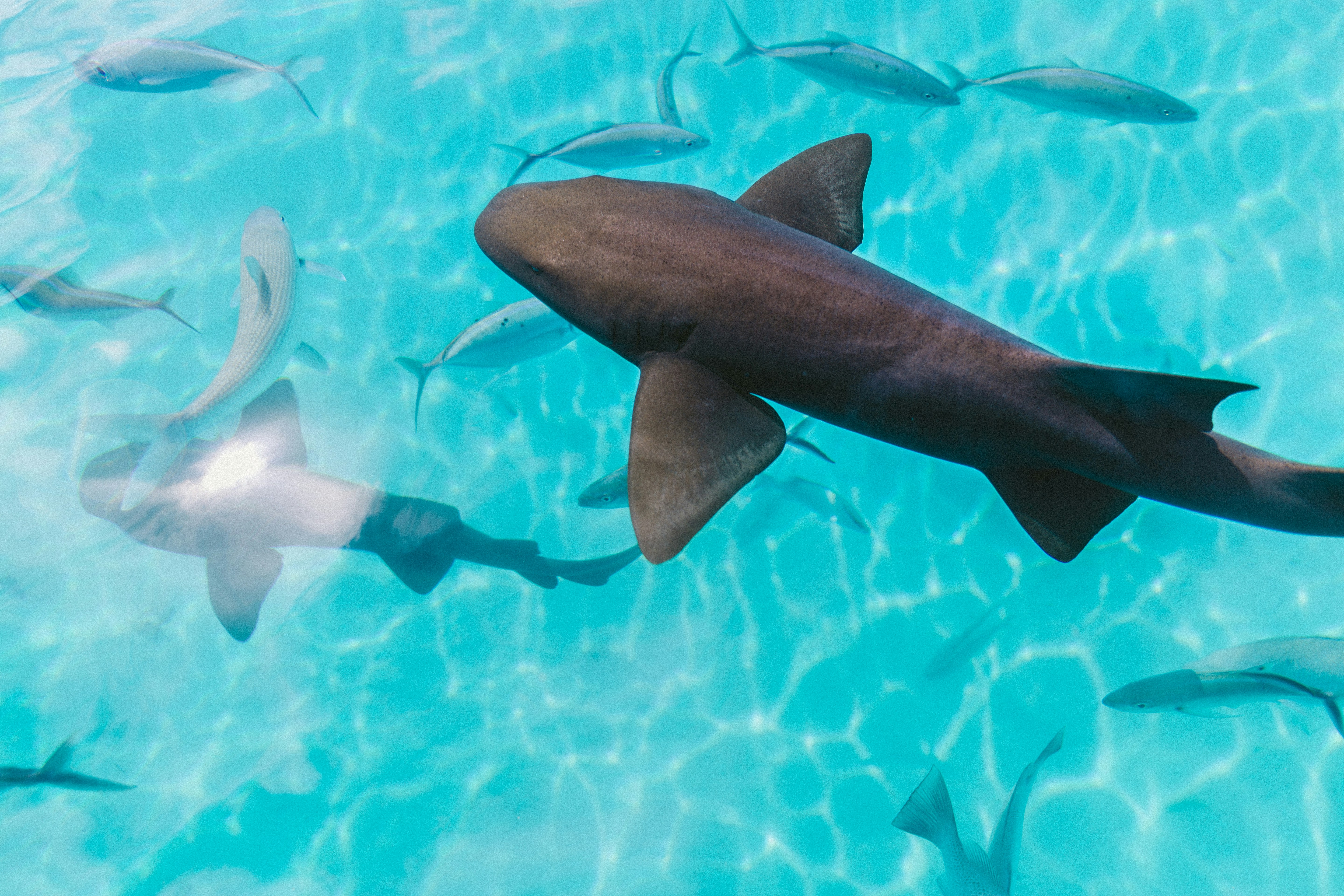 Fiji — image 3
