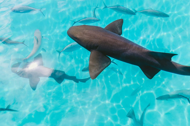 Sharks and Fish