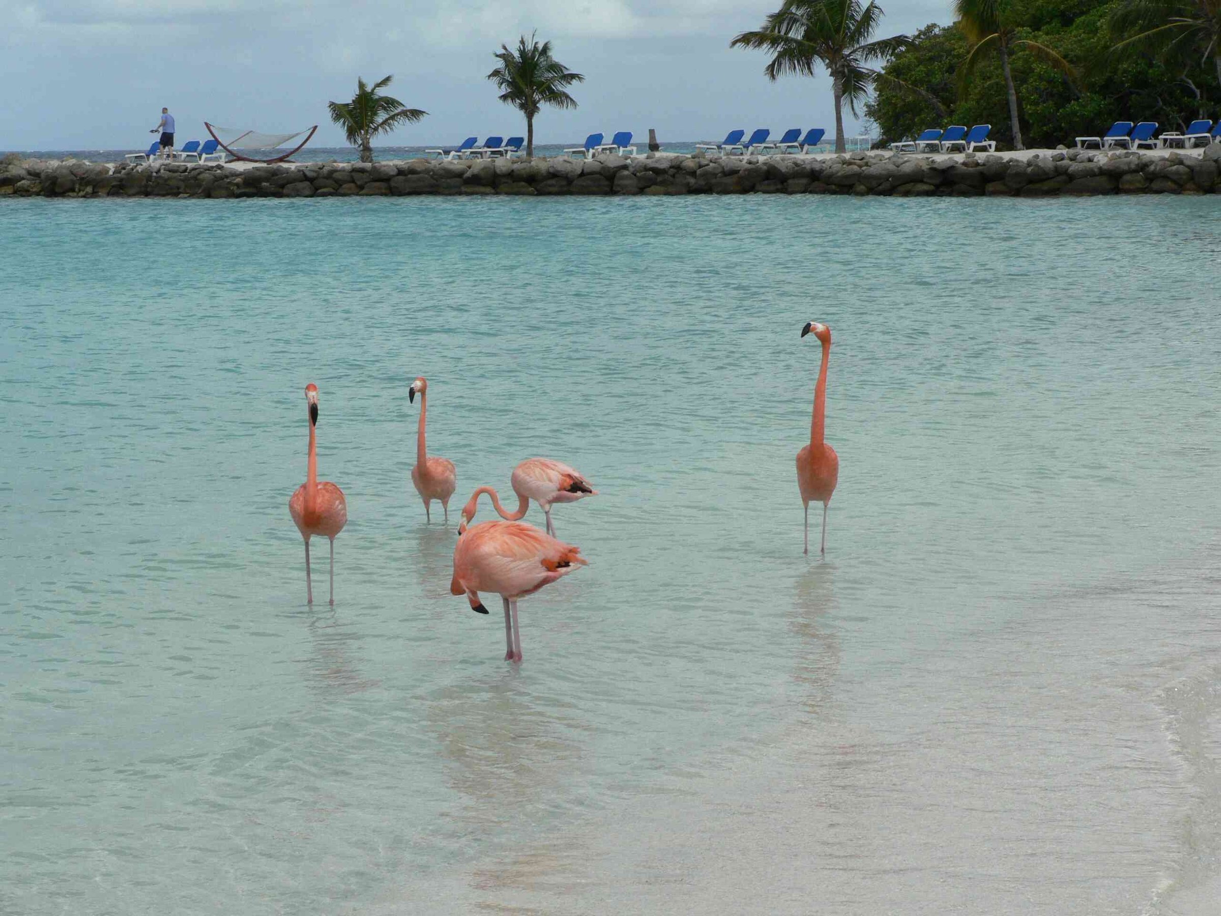 Aruba — image 4