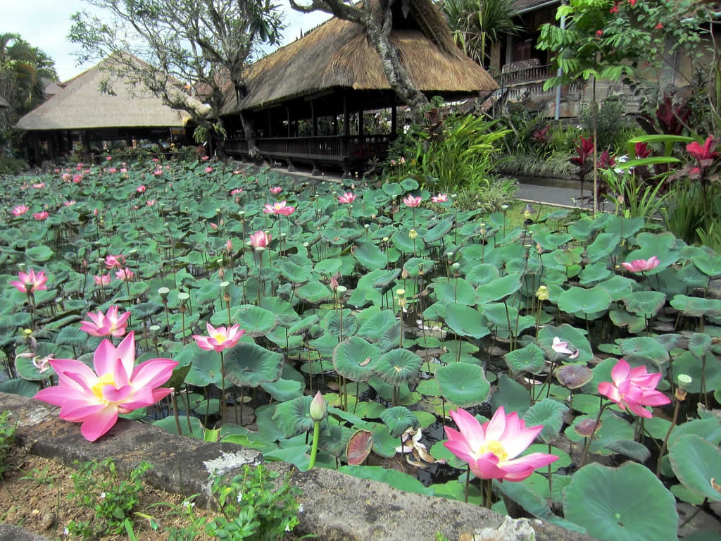 Ubud — photo 12