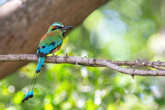 Guardabarranco (Eumomota superciliosa) Ave Nacional de Nicaragua.