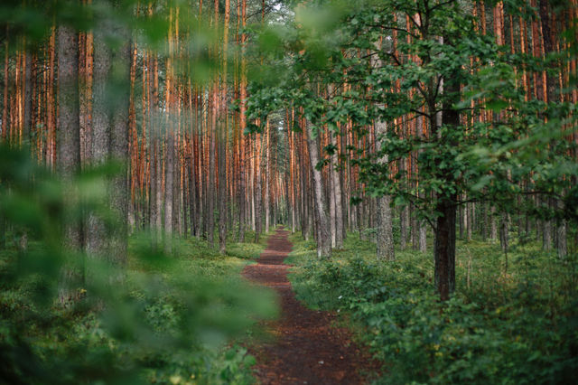 Follow your heart. Into the woods, preferably.
