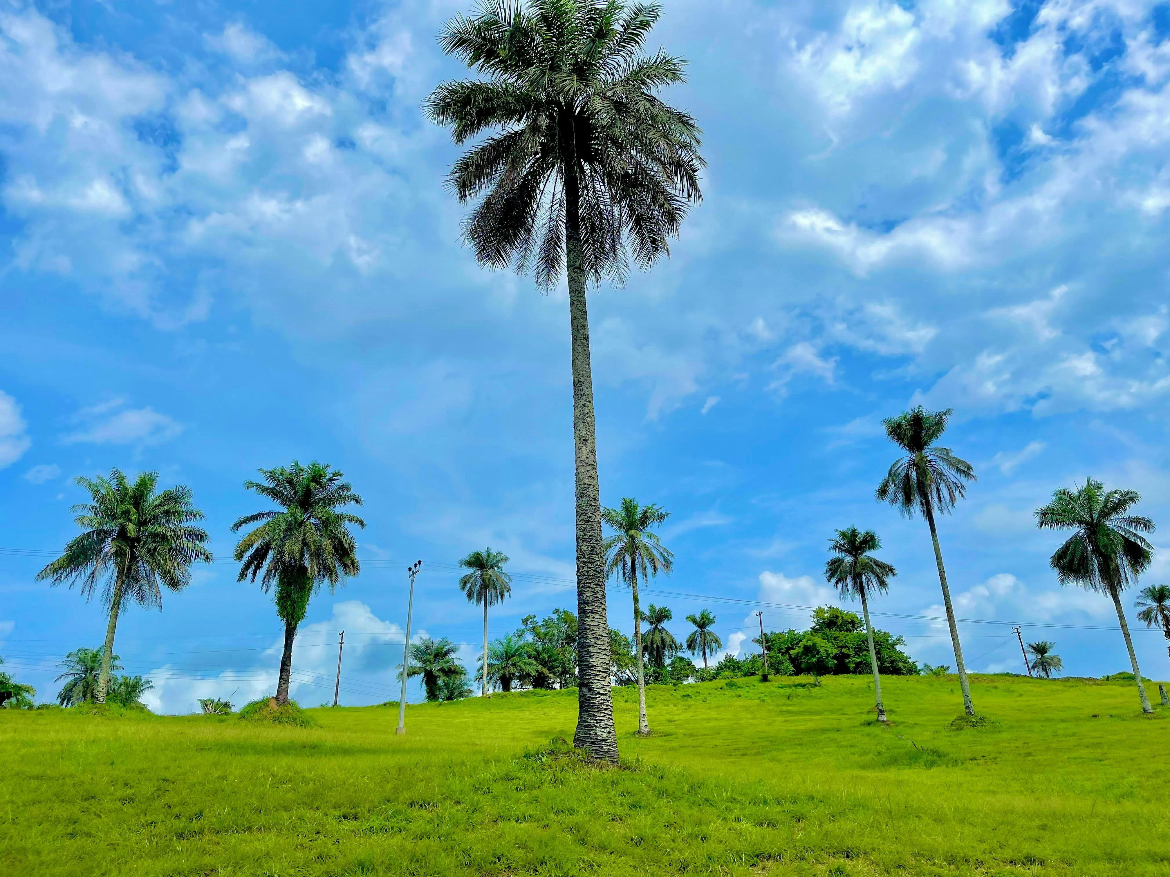 Liberia — image 5