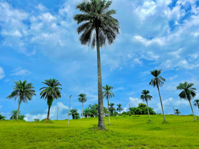 A wide-open field dotted with tall palm trees, standing proudly against a backdrop of bright blue skies. The lush greenery and the tall palm trees create a scenic and tropical landscape, capturing the