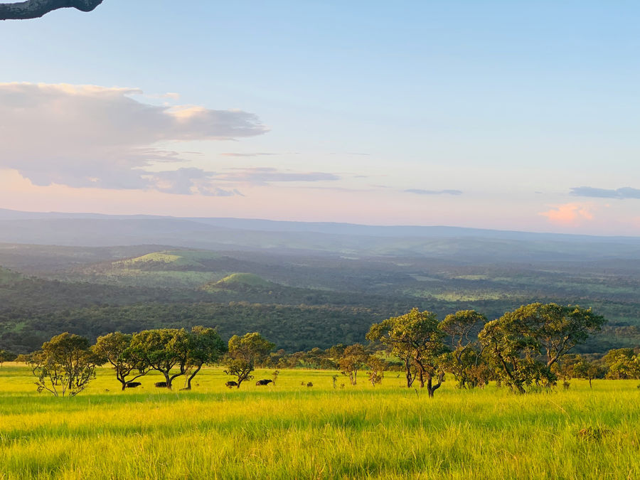 Bufalos sight during safari walk in the park