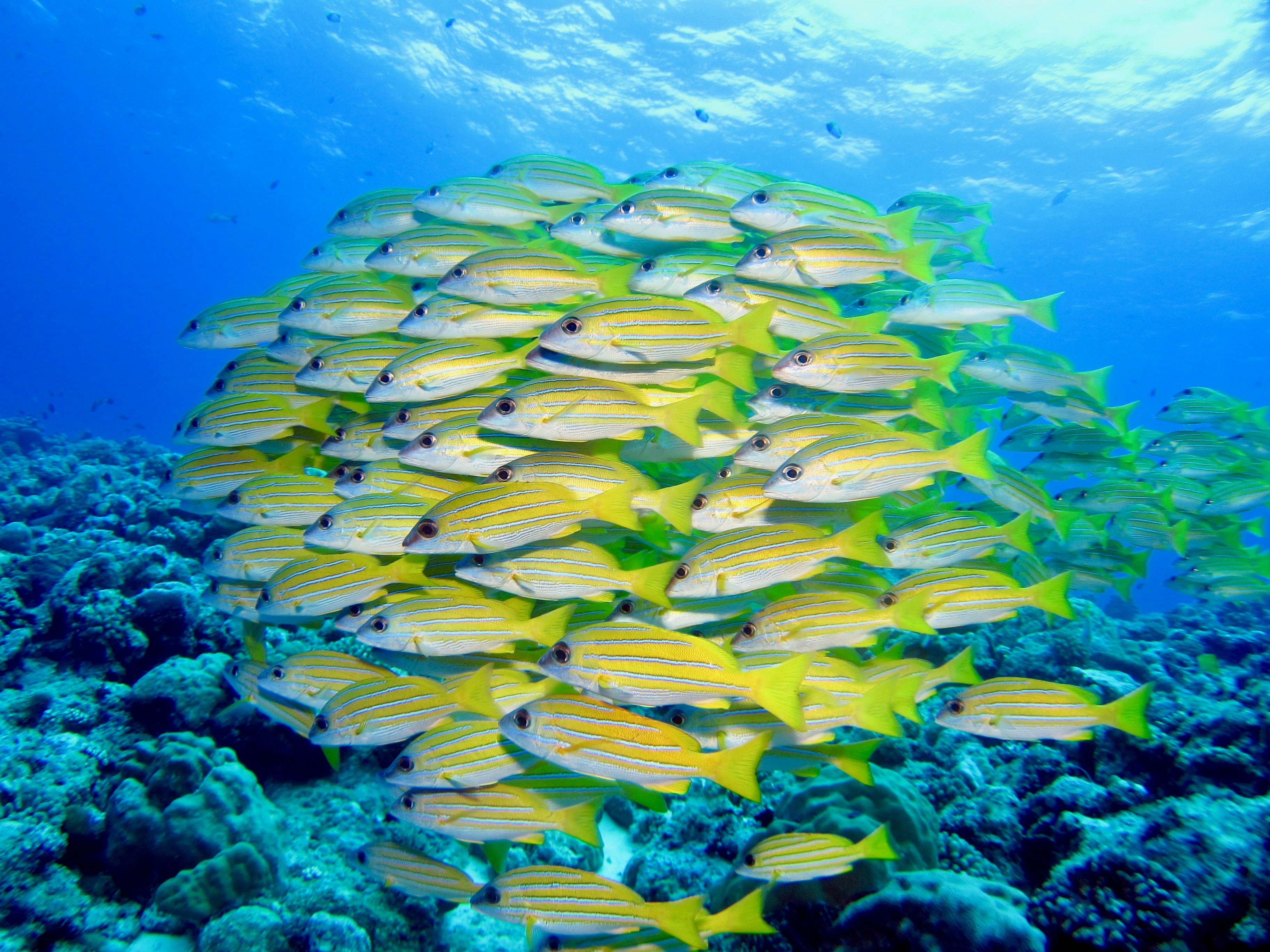 Palau — image 3