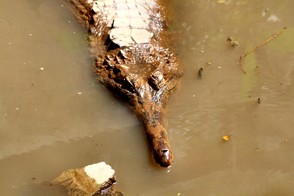 Komodo — photo 1