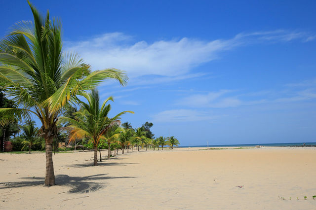 A peaceful stretch of Kotu Beach with rows of palm trees and wide open sands under a bright blue sky. A picture-perfect setting for beach lovers.