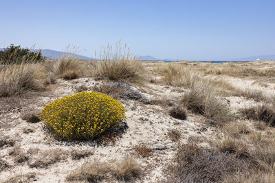 Mikri Vigla, Naxos
