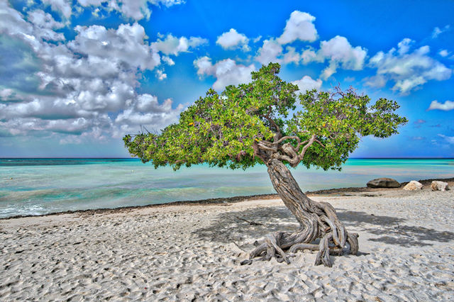 A lone divi-divi (watapana) tree permanently bent southwest by the constant trade winds