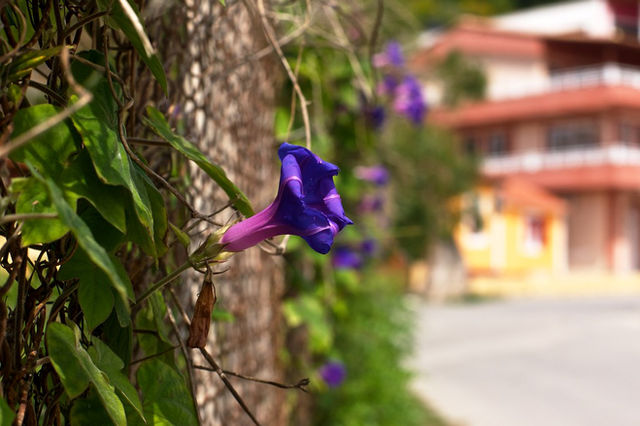 Zakynthos — photo 20