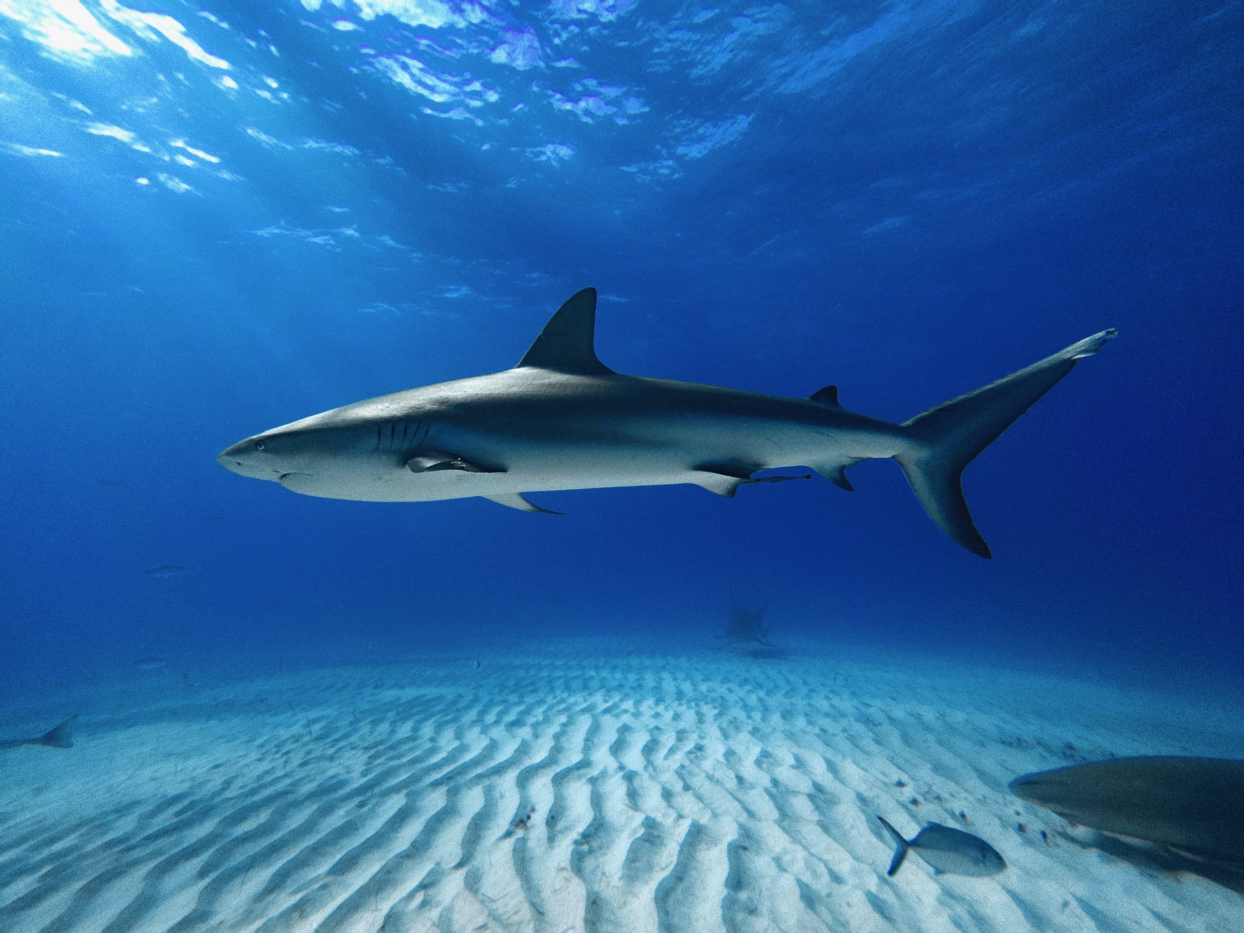 Bimini, The Bahamas