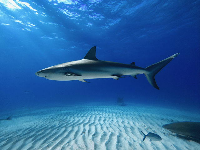 Bimini, The Bahamas