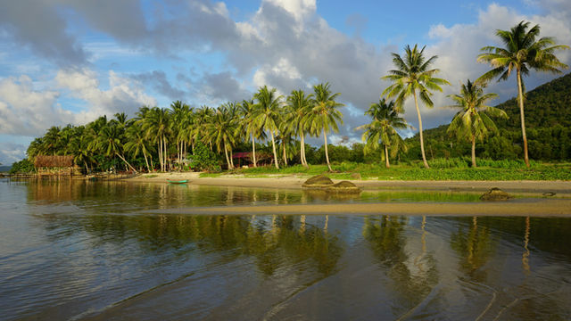 palm trees line the shore of a tropical beach