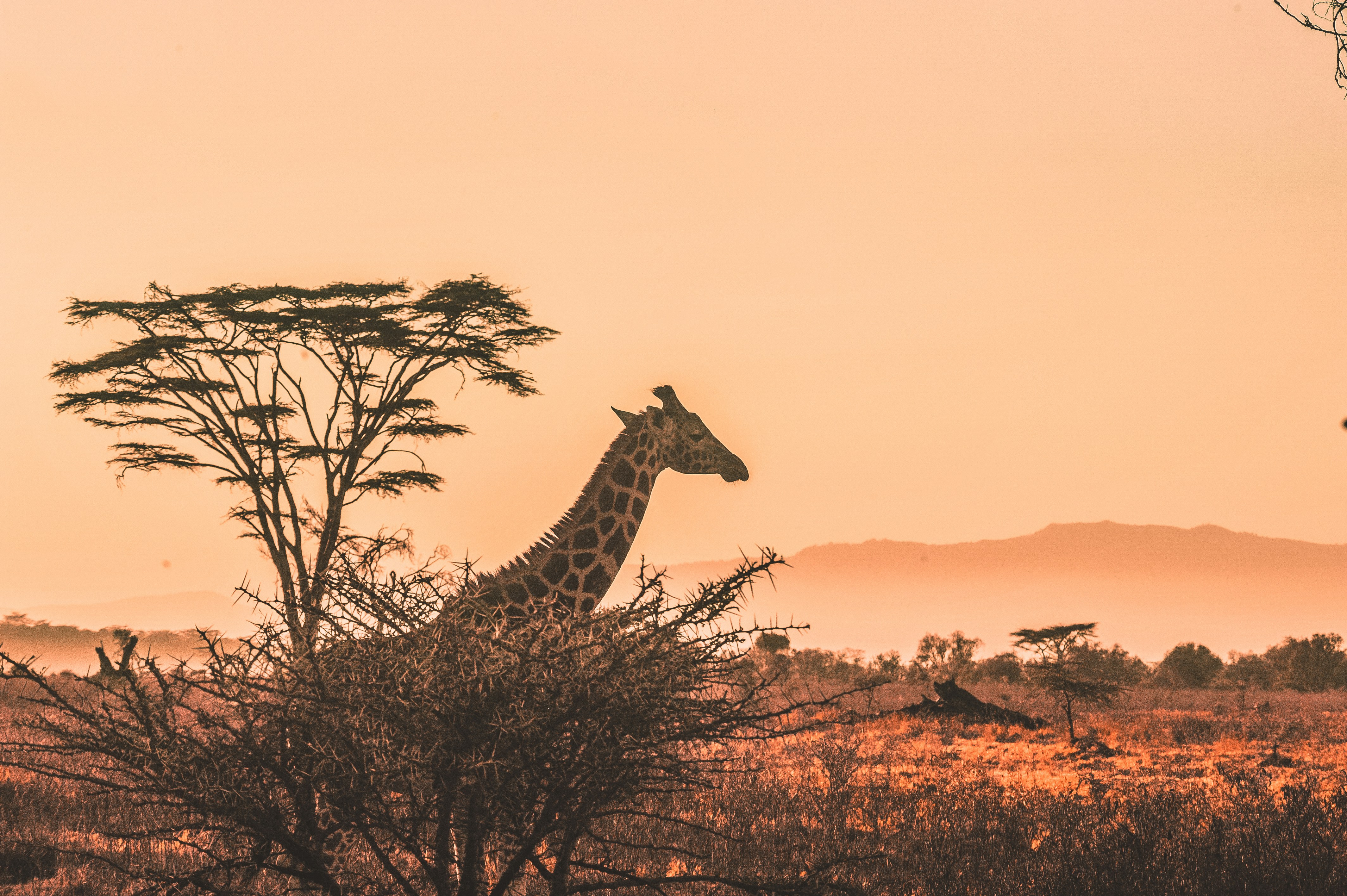 Kenya — image 6