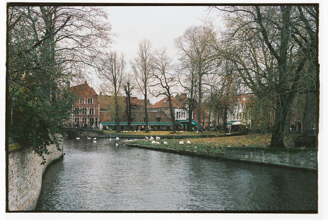Serene autumn scene of Bruges canal lined with Gothic architecture and swans.