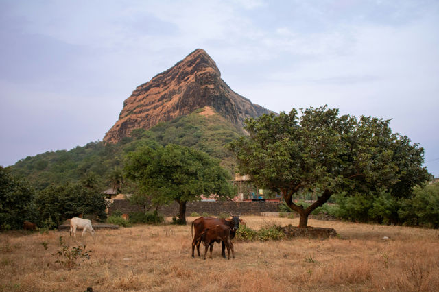 A mother cow and her baby calf stand against the majestic backdrop of Lohagad Fort in Maharashtra. The lush greenery of the Western Ghats surrounds them, creating a perfect harmony between nature, his