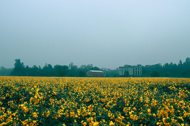 A wide field of blooming yellow flowers under a cloudy sky in Dhaka, Bangladesh.