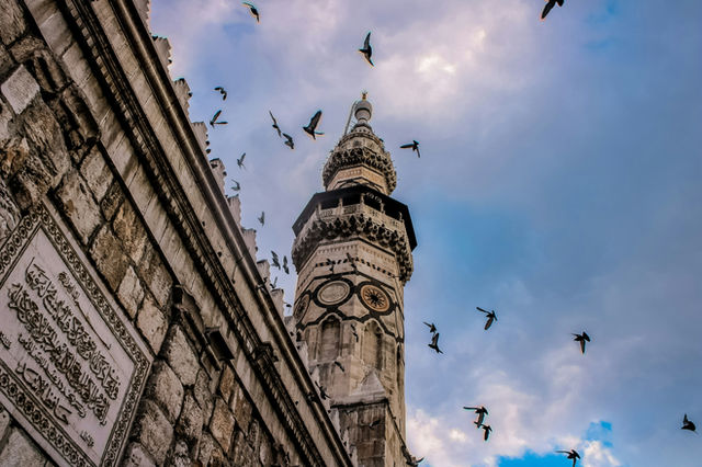 low angle photography of flock of birds flying over the building during daytime