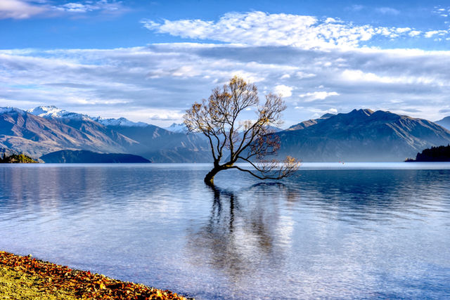 Lone tree in a calm lake with mountains behind
