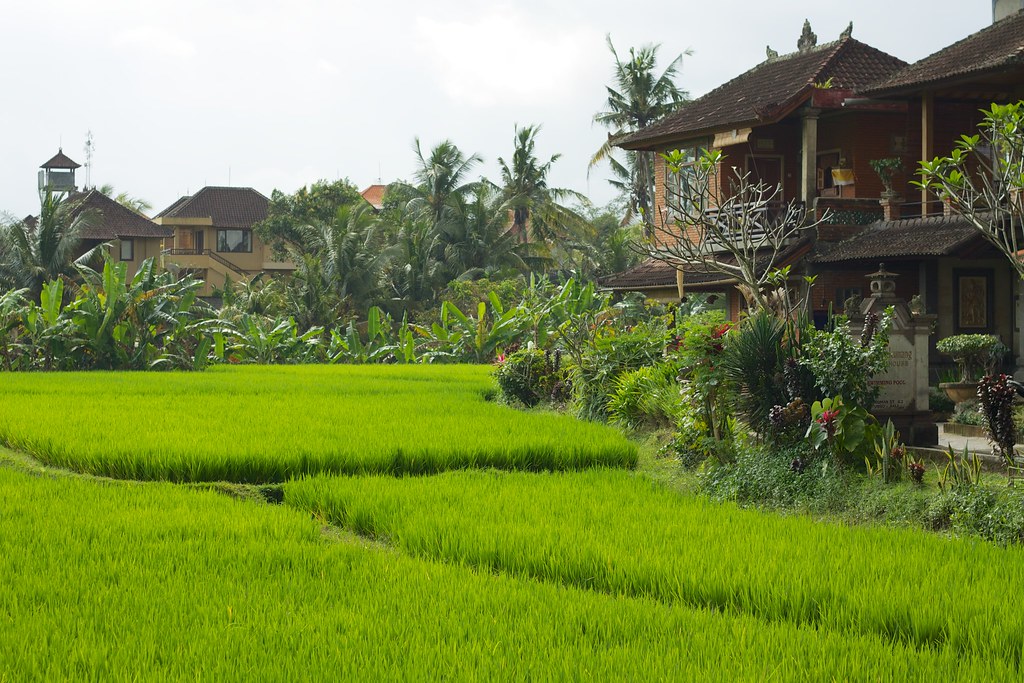 Ubud — photo 9