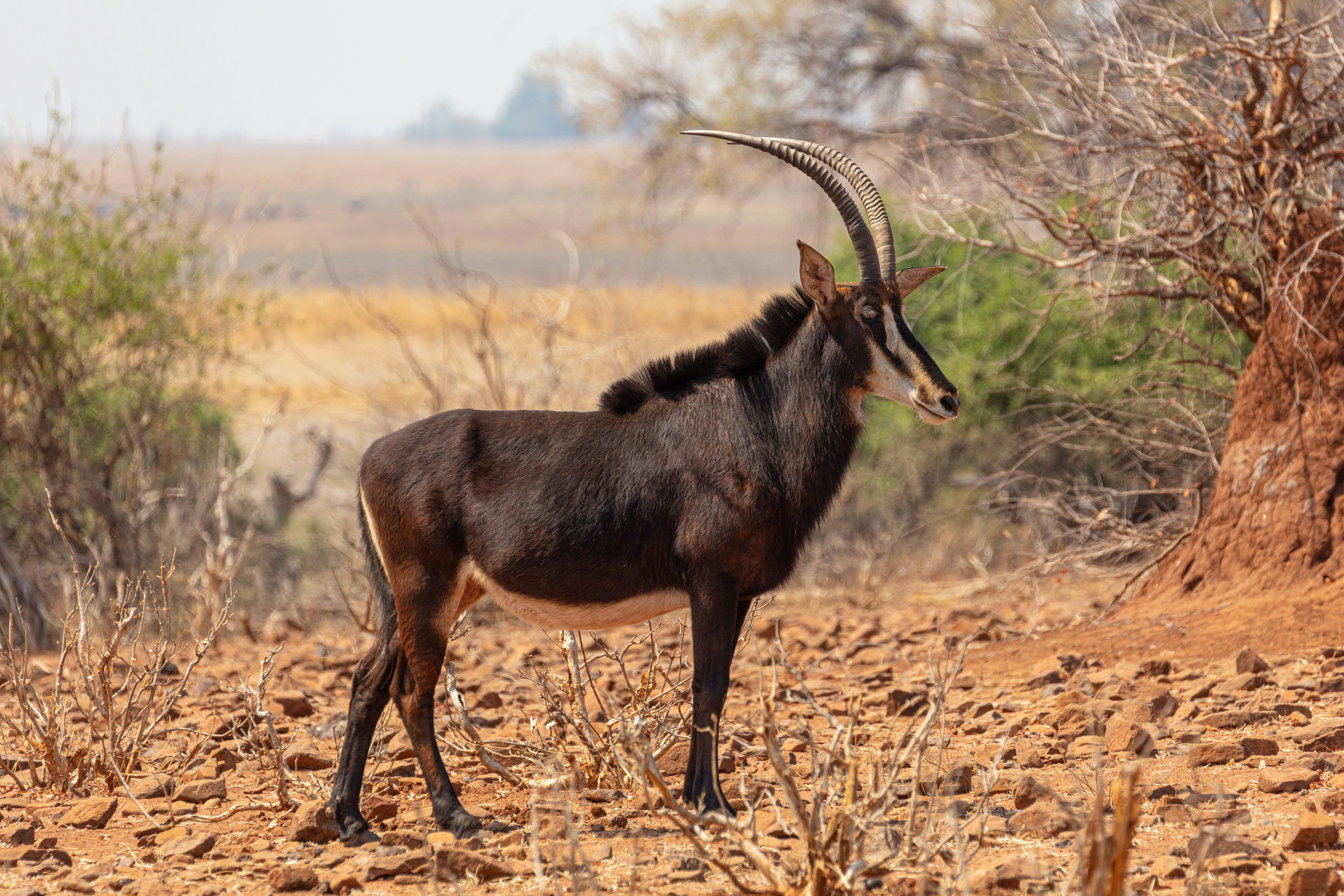 Niger — image 5