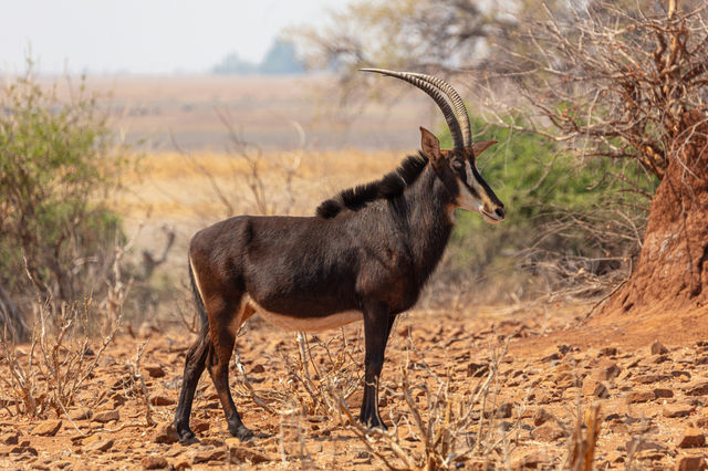 Sable Antelope (Hippotragus niger)