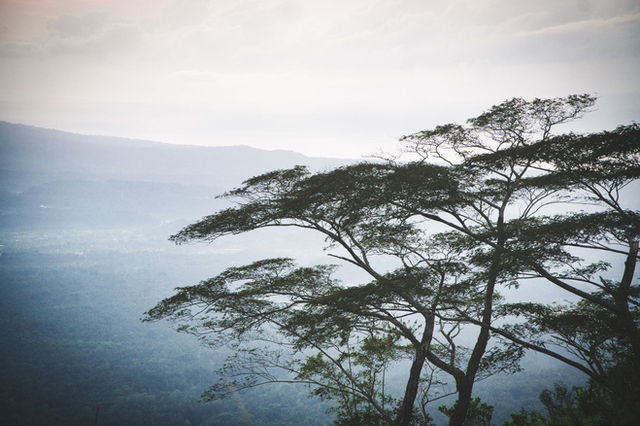 Tranquil mountain landscape with trees in Bali, Indonesia, shrouded in mist and soft light.