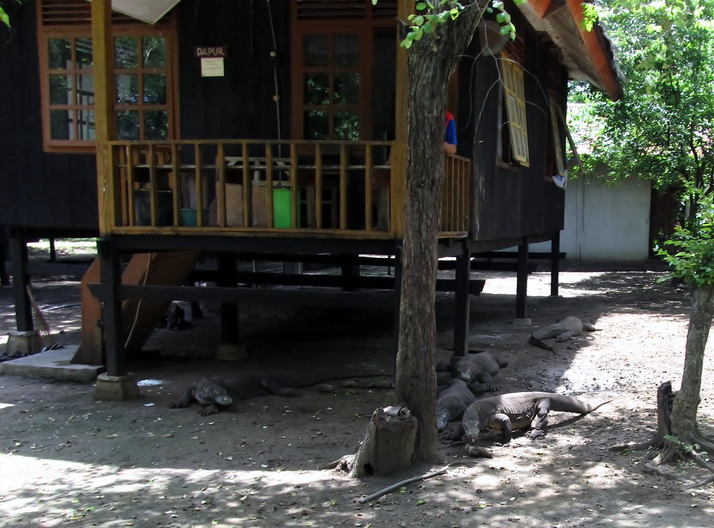 Komodo — photo 4