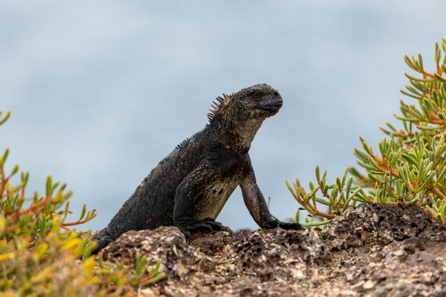 Marine iguana on South Plaza island, Galápagos, Ecuador (species: Amblyrhynchus cristatus)