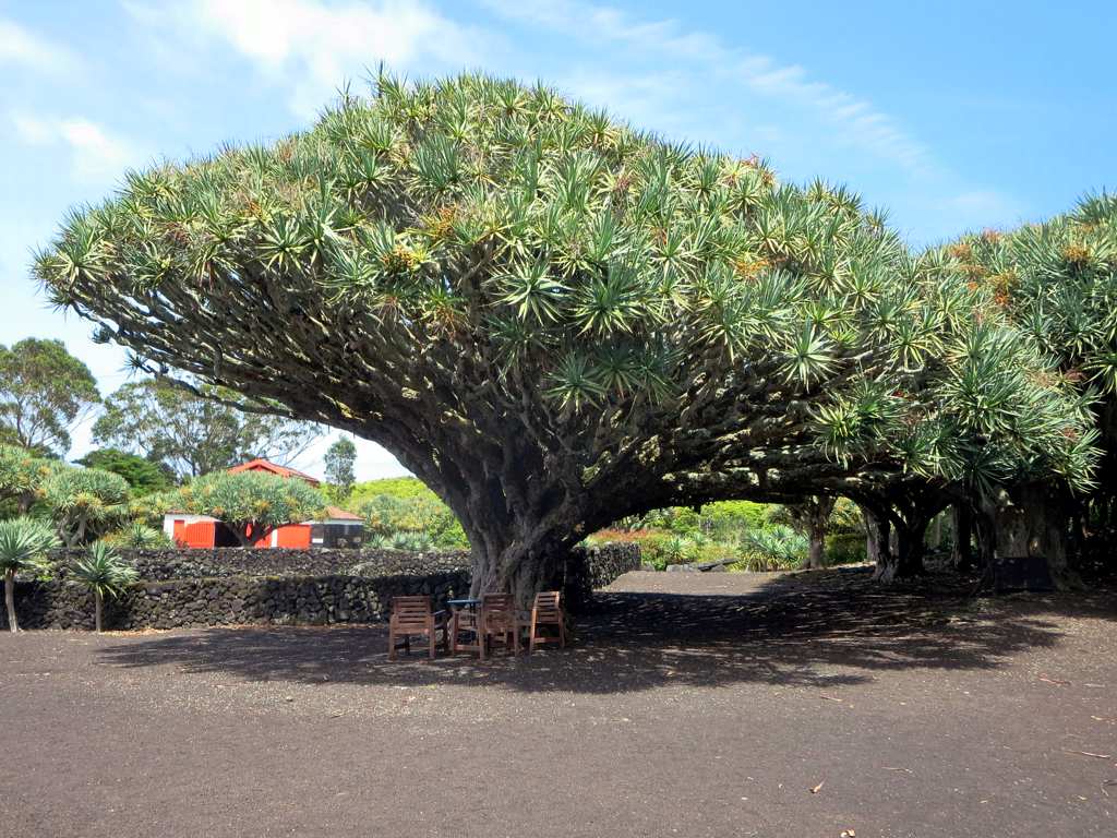 Azores — photo 13