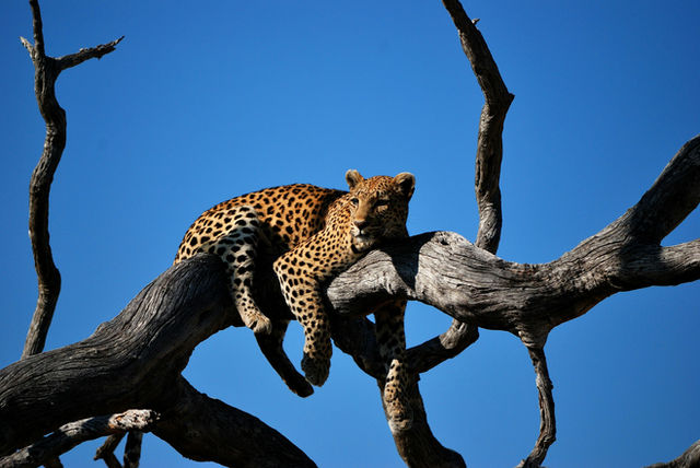 A leopard watching from a tree in the Okavango Detla, Botswana.  Just waiting for lunch to turn up..