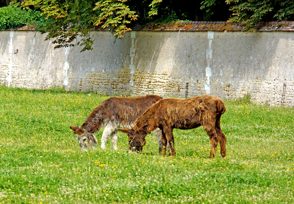Loire Valley — photo 16