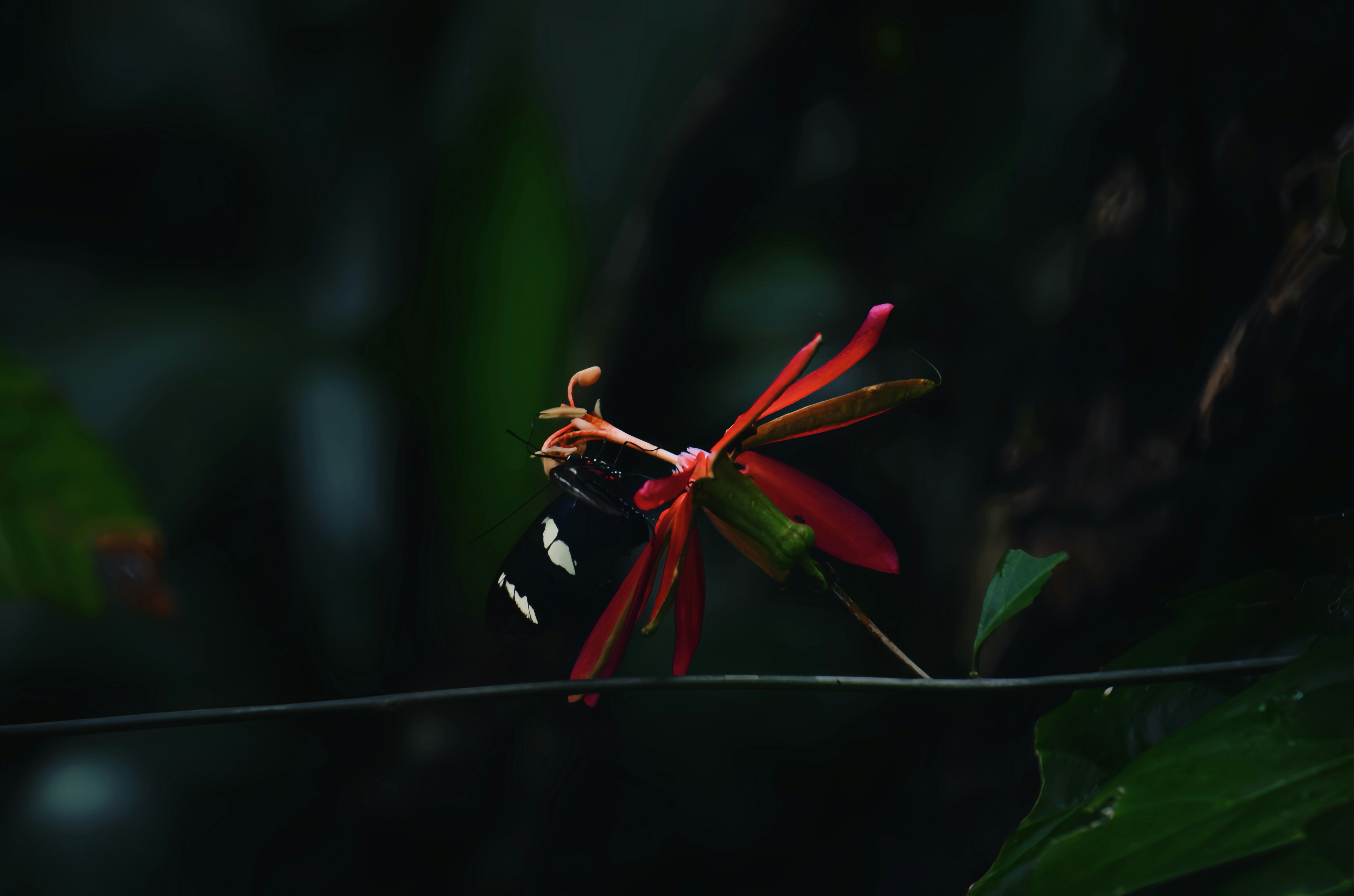 Suriname — image 4