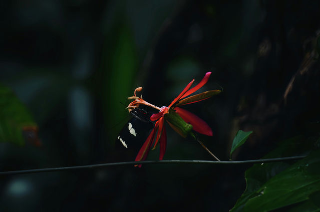 Bloom