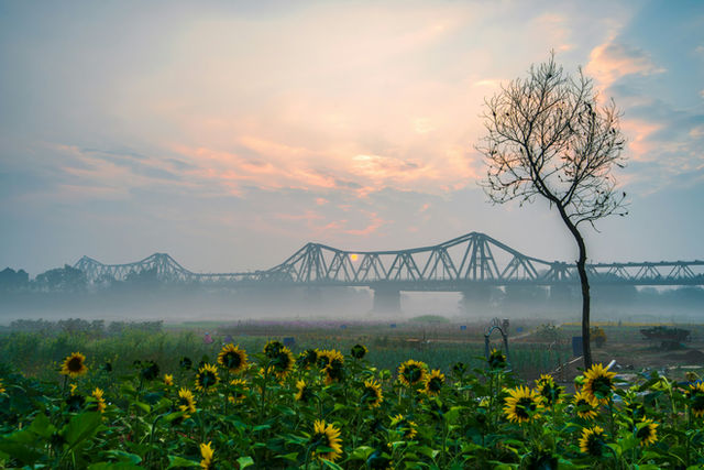 Sunflowers bloom near a bridge at sunrise