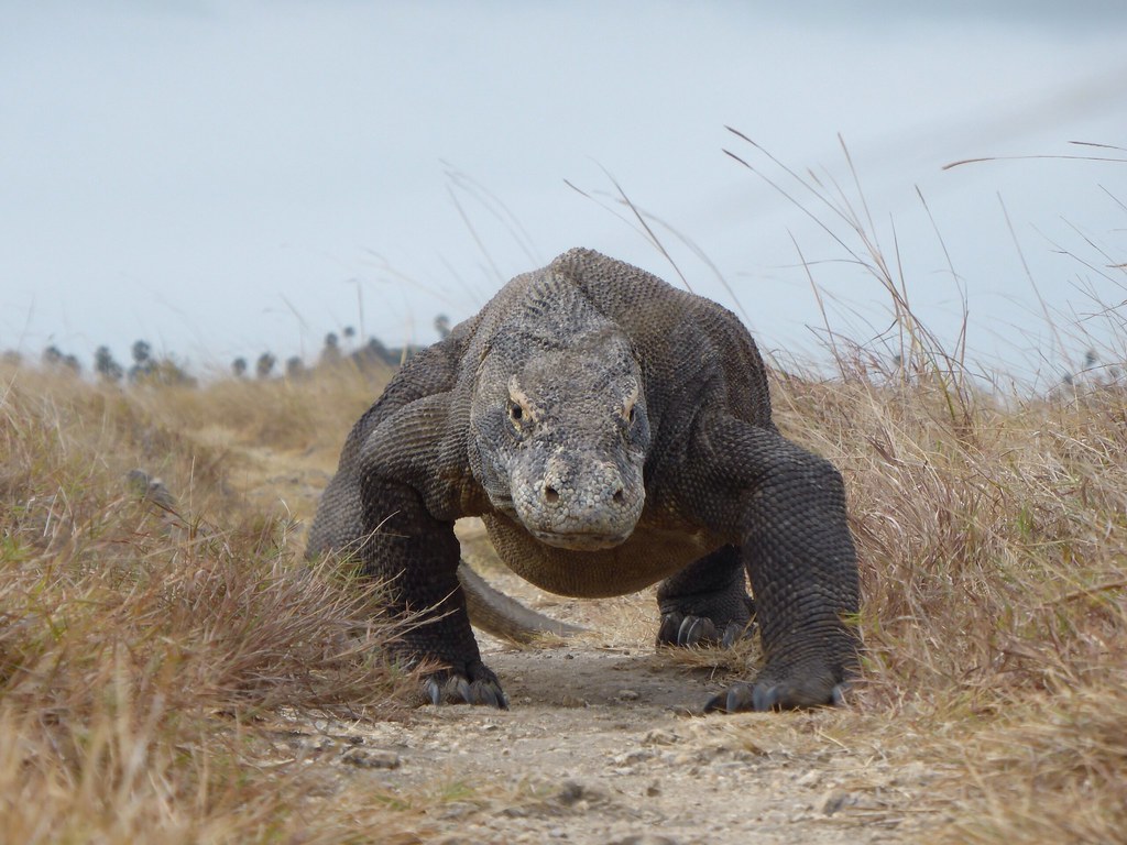 Komodo — photo 9