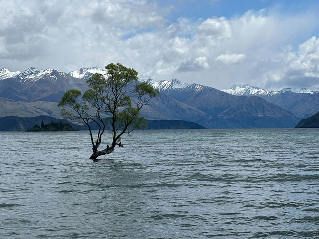 The Wanaka tree