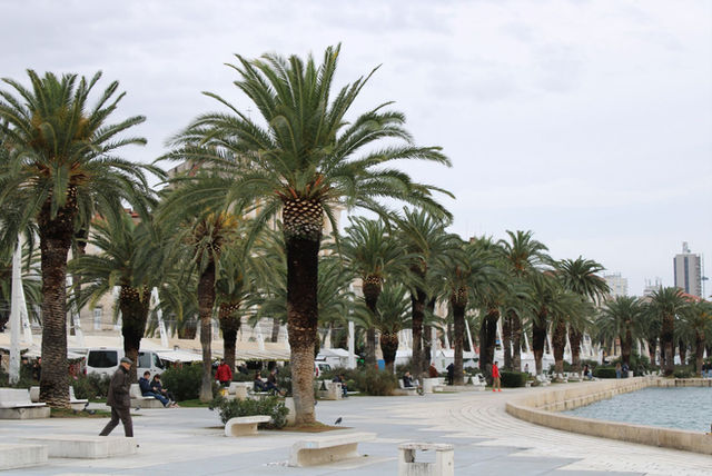 Beautiful palm-lined promenade in Split, Croatia, featuring a tranquil waterfront and an overcast sky.