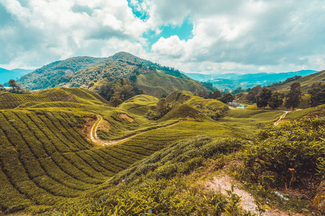 Discover the lush green tea plantations in Malaysia, offering stunning landscape views.
