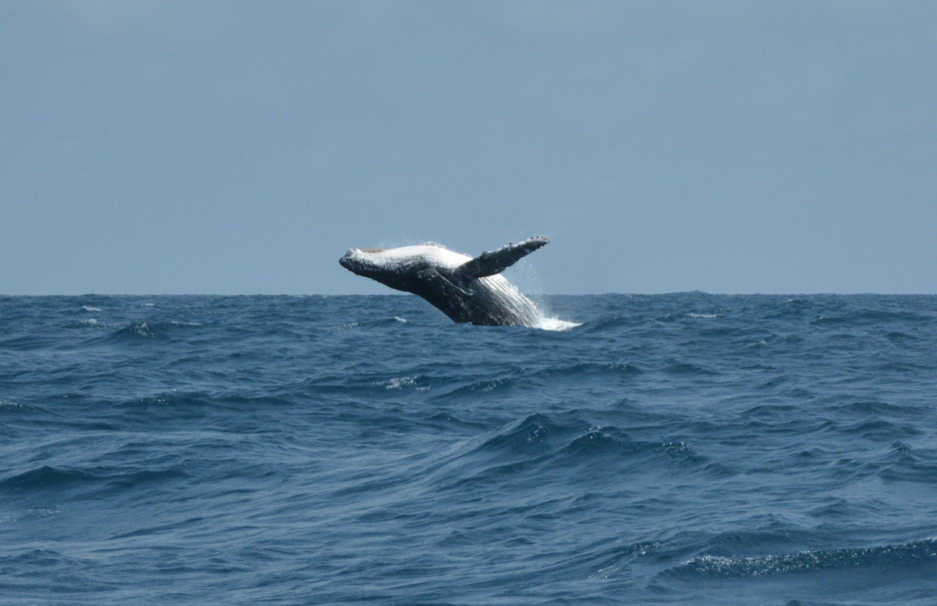 Gabon — image 5