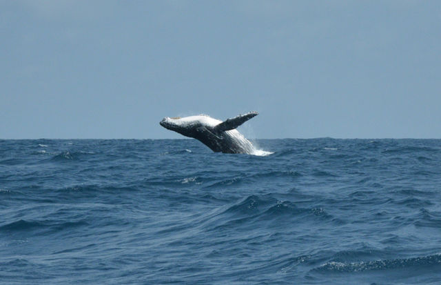 whale tail over blue sea during daytime