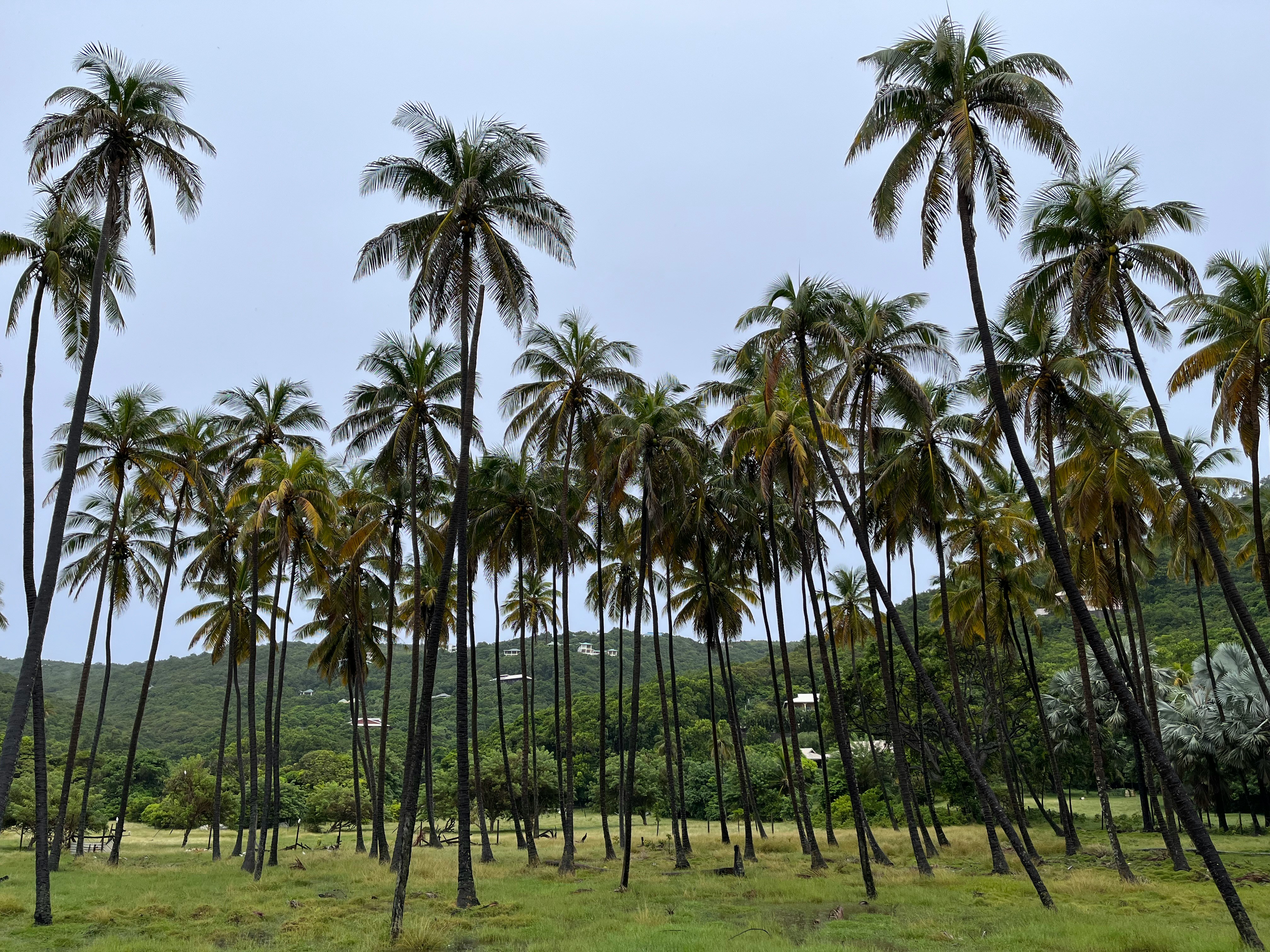 Saint Vincent and the Grenadines — image 3