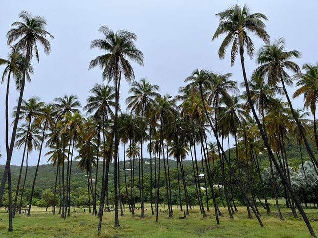 a bunch of palm trees in a field