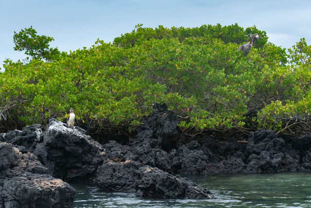 Galápagos Islands, Ecuador